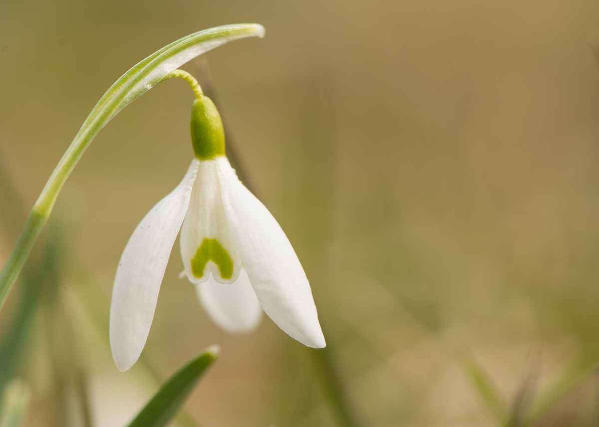 Blüte Schneeglöckchen