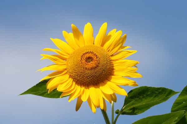 sonnenblume  2
