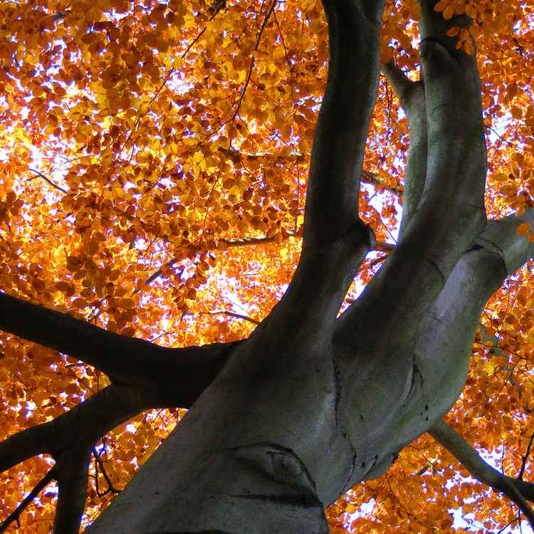 baum