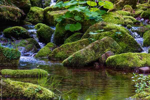 Quellfluss am Stausee_2