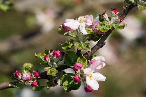 Apfelblüten