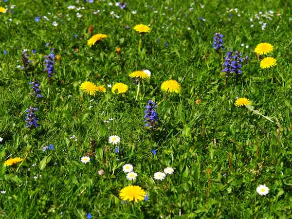 Gänseblümchen, Löwenzahn & Co.