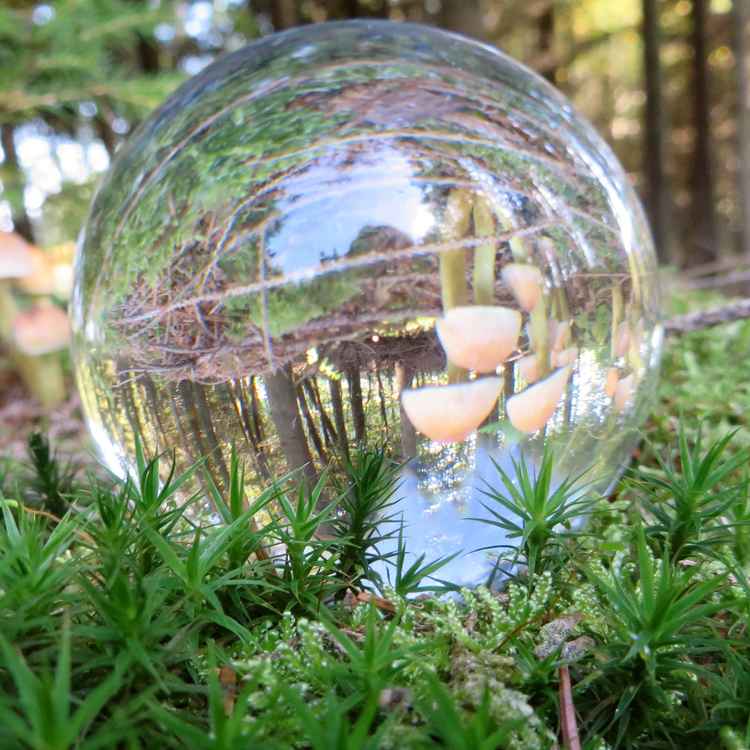 Herbstzeit ist auch Schwammerlzeit...