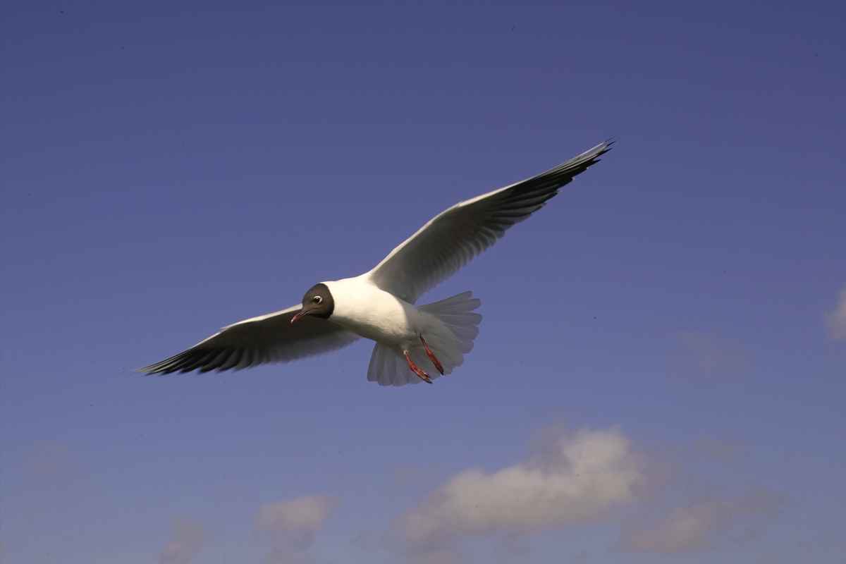 Möwe (4)
