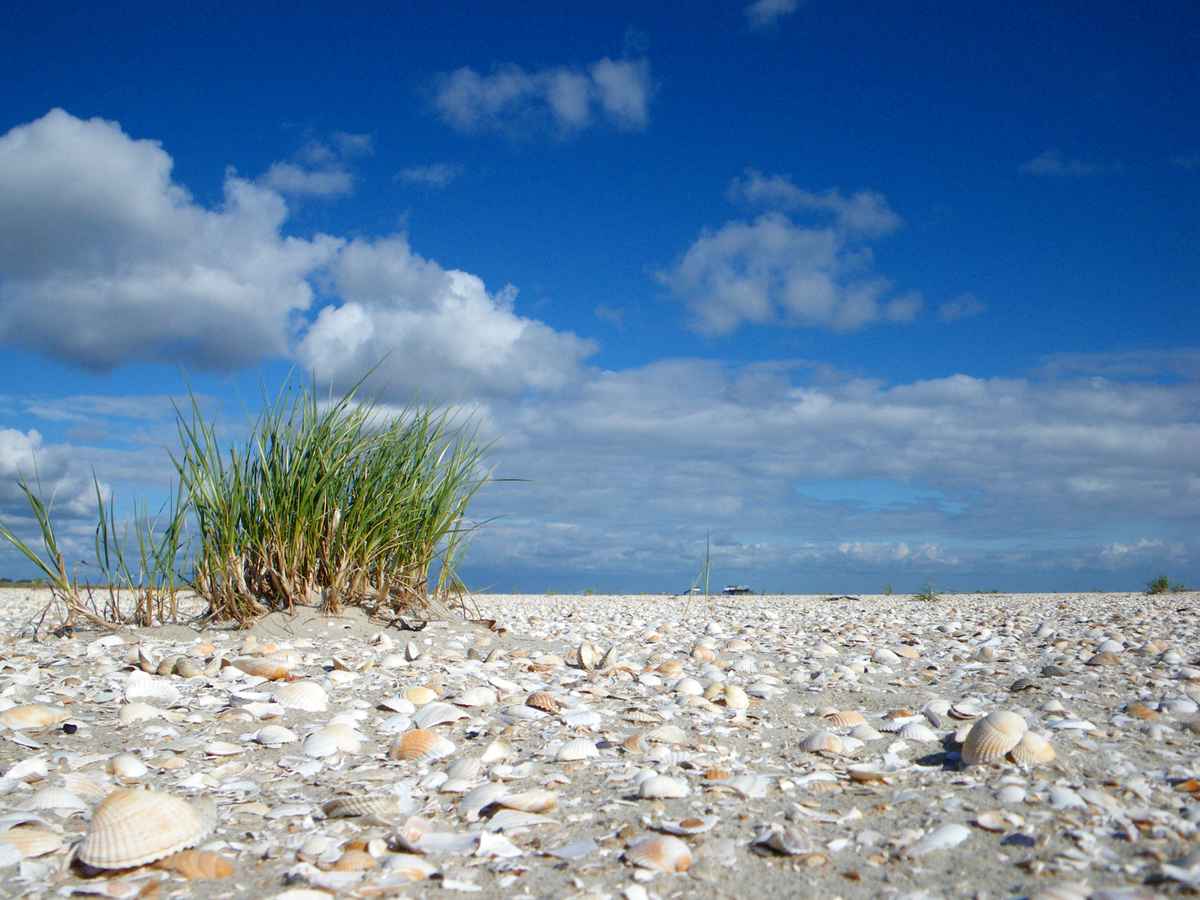 Muscheln am Nordseestrand