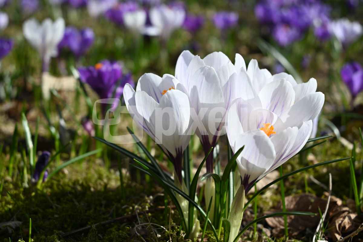 Frühlingsboten