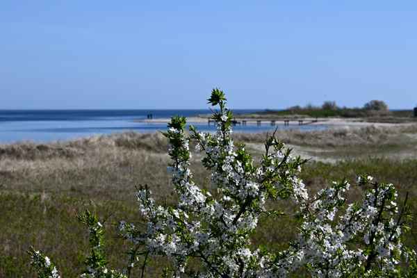 Bl&uuml;ten voll mit Bienen