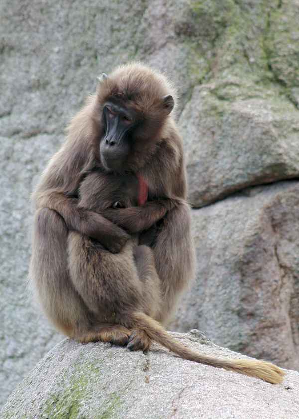 Affenmutter mit Kind