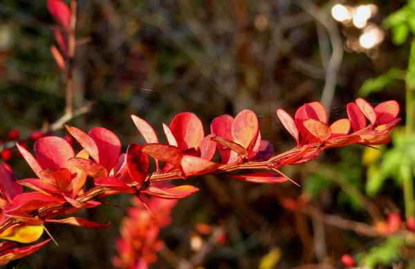 Herbst-Makro