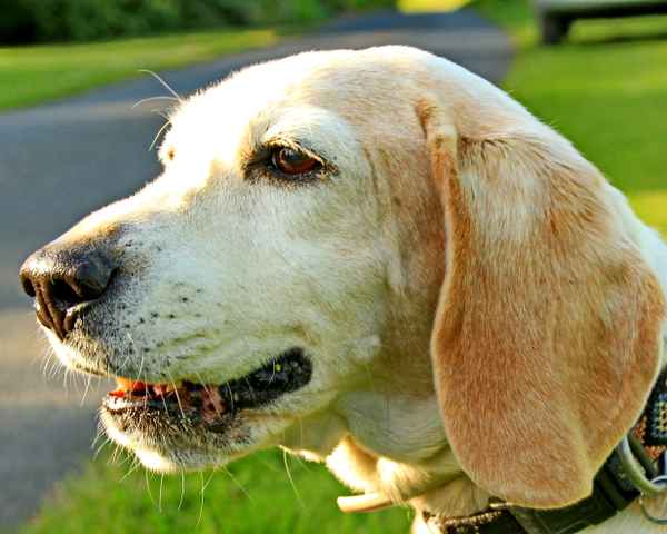 eine graue schnauze zum tag des hundes