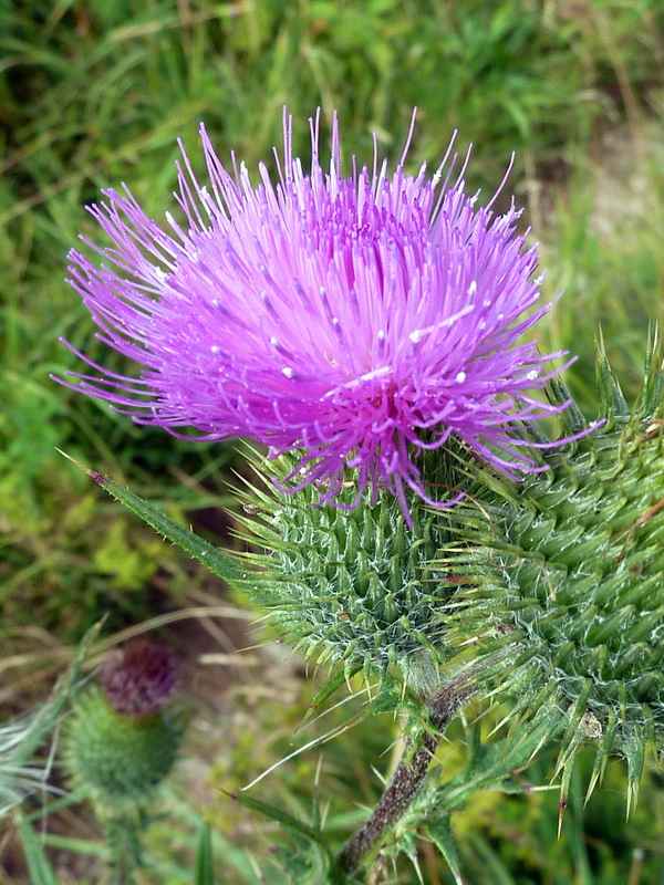 Distelblüte