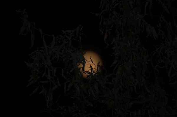 nochmal ein Vollmond durch den Baum fotografiert