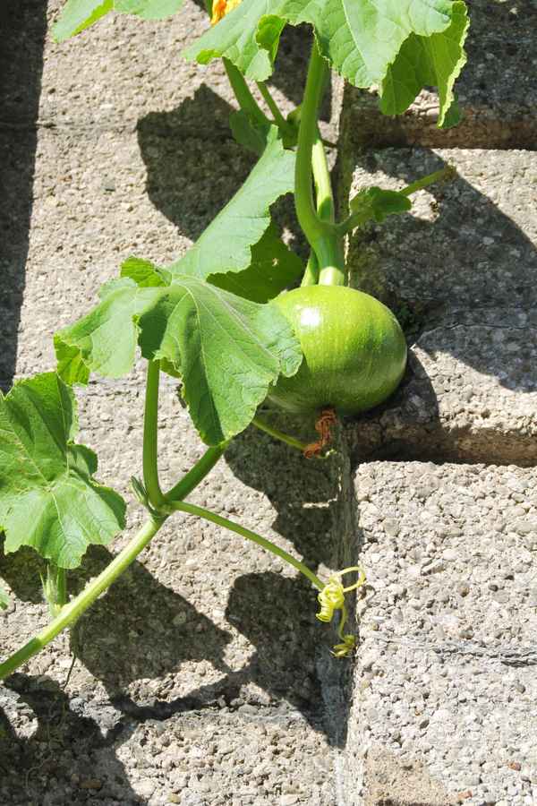 Grossstadt.Kürbis 01