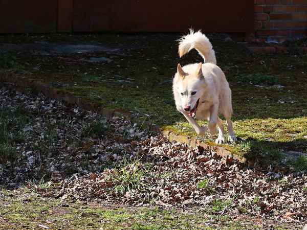 husky - mix in seinem element
