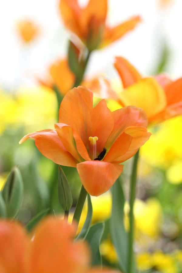 Orange Tulpe