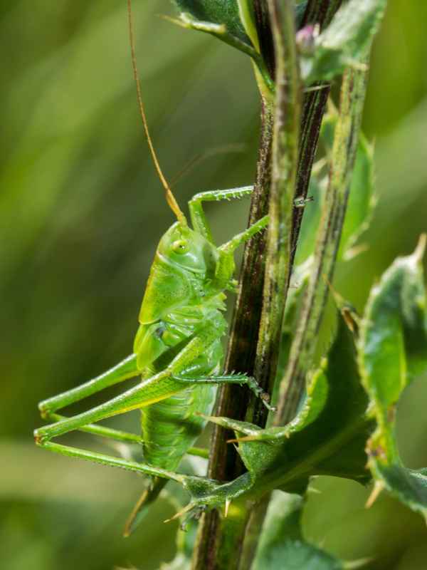 Grünes Heupferd - Nymphe (3)