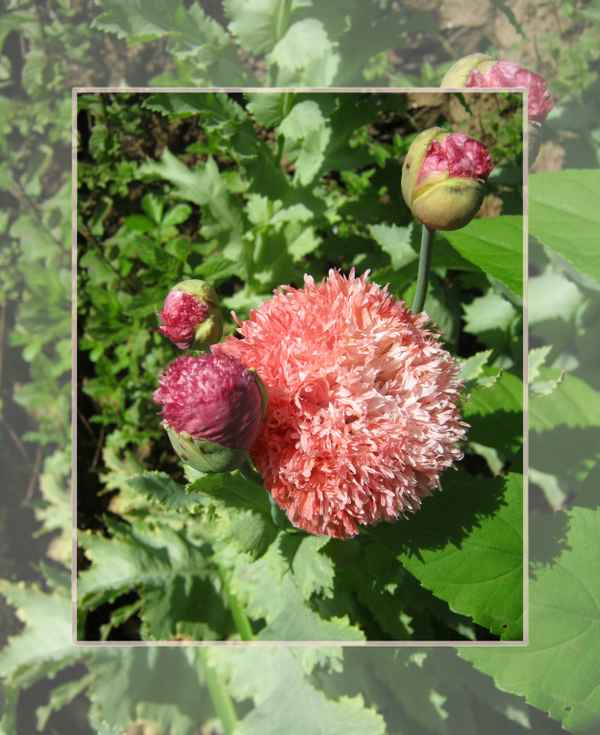 "extravaganter" Mohn