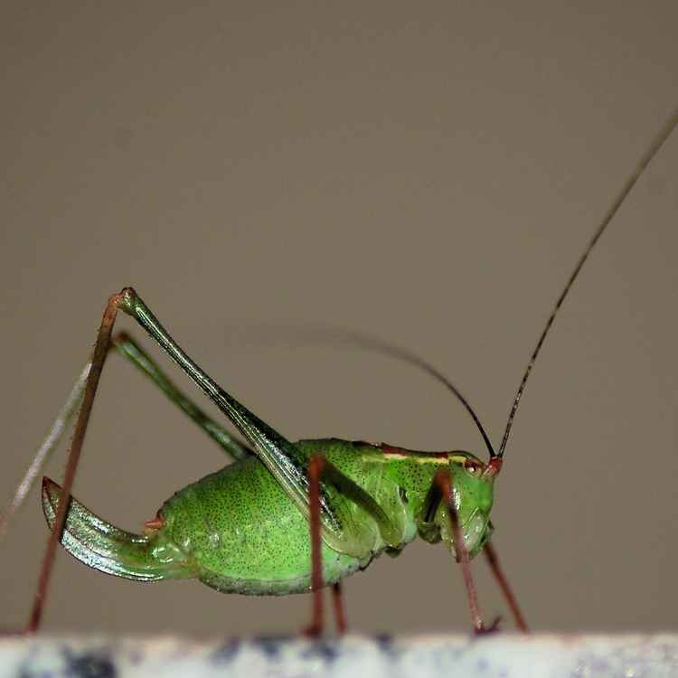 Gast am Abend
