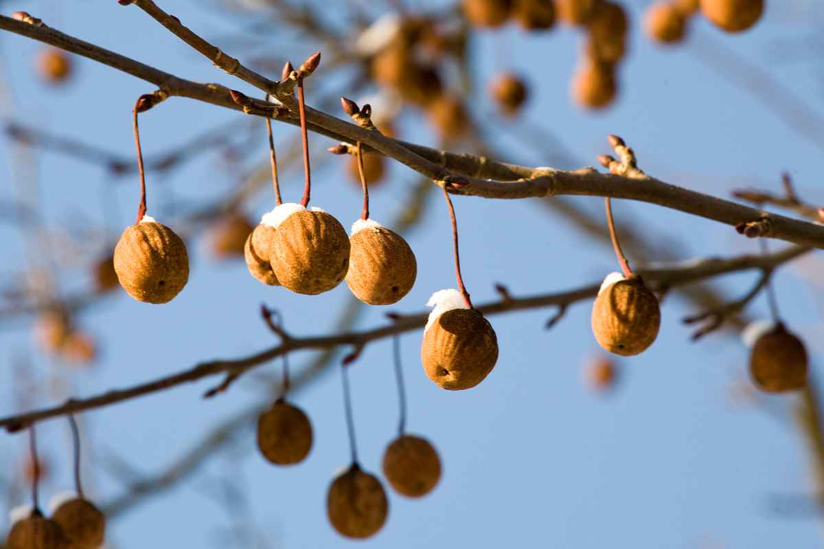 Taschentuchbaum im Winter