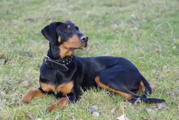 Dobermann-Rottweiler Mischling Sammy 2