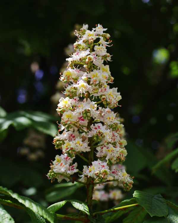 weiße kastanienblüten