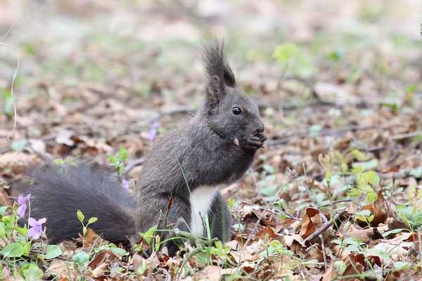 Eichh&ouml;rnchen