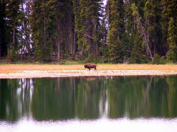 Bison 8