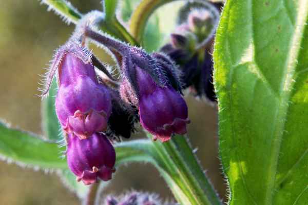 Gewöhnlicher Arznei-Beinwell - Symphytum officinale