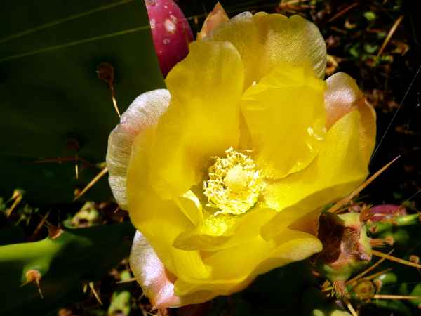 Kaktusblüte gelb