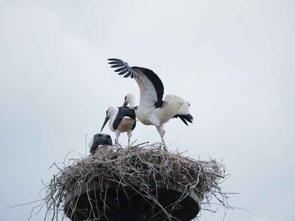 breit aus die flügel.....