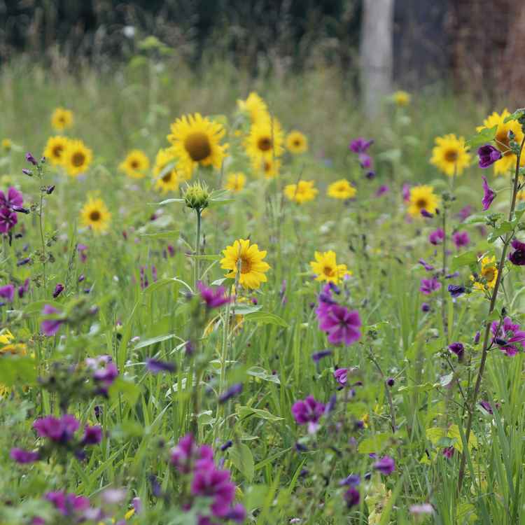 Sonnenblumen im Feld