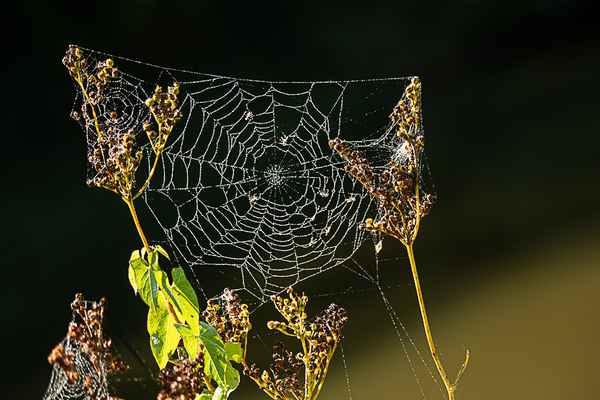 Spinnennetz