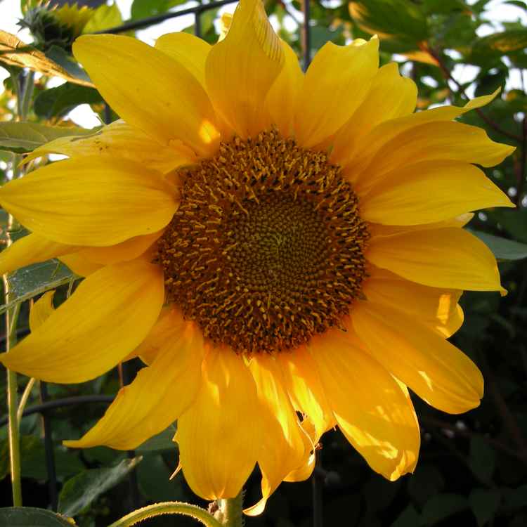 Sonnenblume