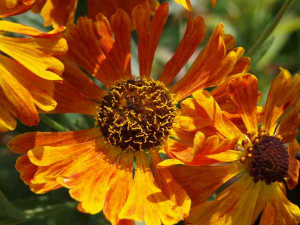 Sonnenbraut