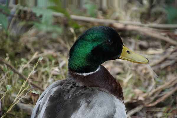 Enten-Portrait