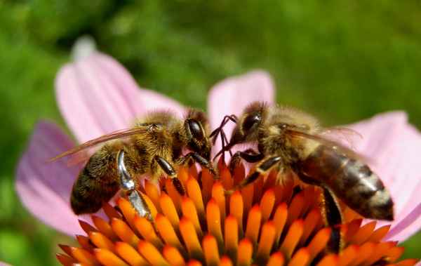 Bienensprache II