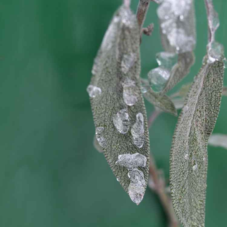 Salbeiblatt im Winter