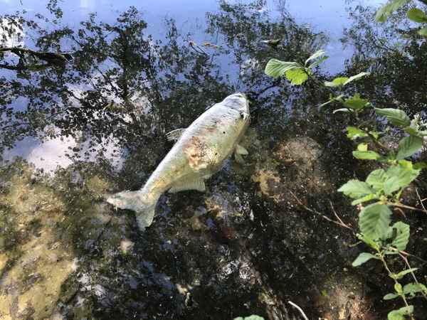 Vergänglichkeit: Toter Fisch schwimmt in Wasser
