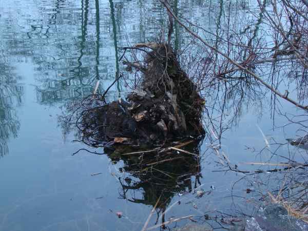 Bioteich 7