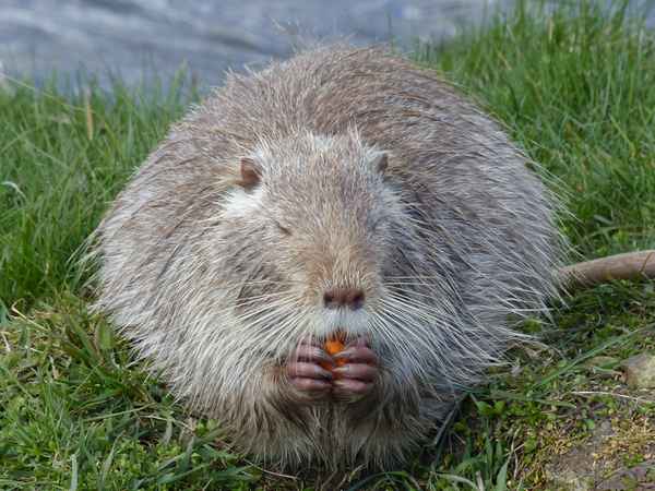 Nutria in freier Wildbahn