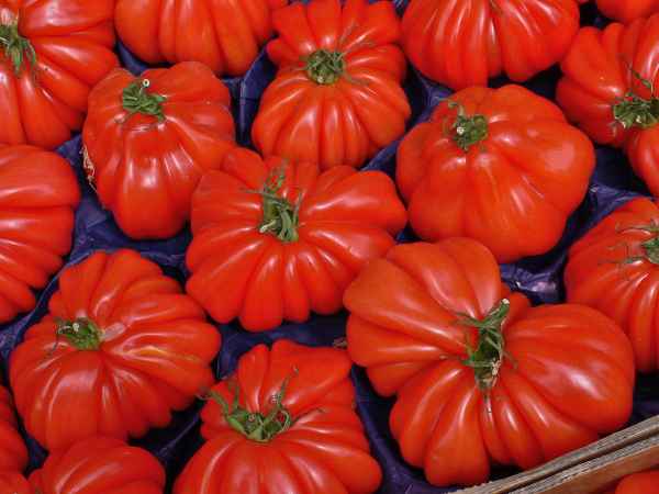 Tomaten auf dem Markt