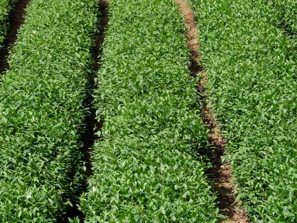 Teeplantage 4
