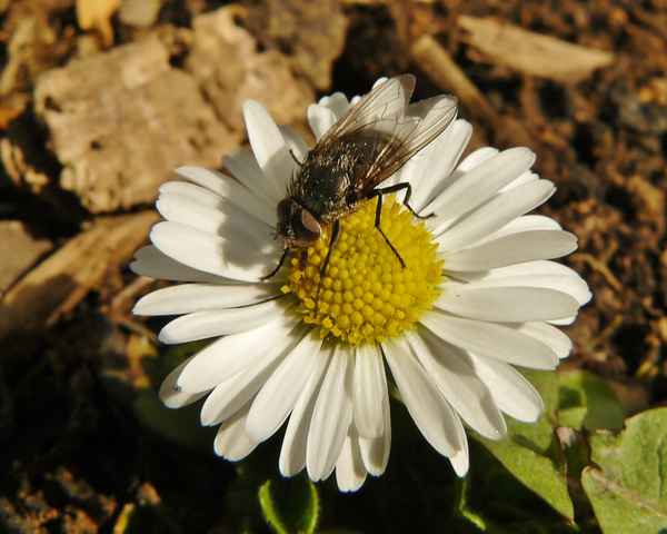 Gänseblümchen hat Besuch