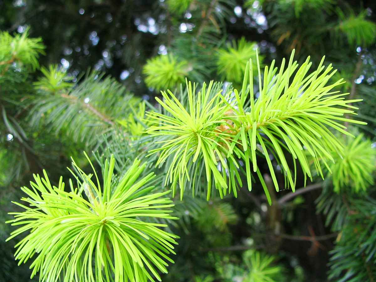 Frische Triebe 2