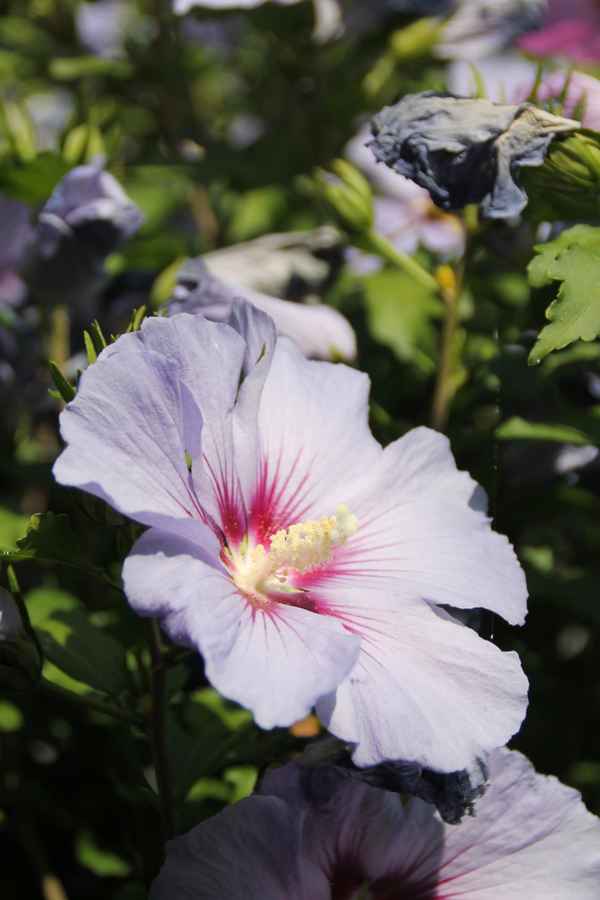 Hibiskus am Wegesrand 04