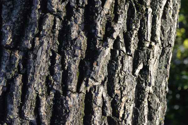 Hintergrund | Textur: Baumstamm, Rinde