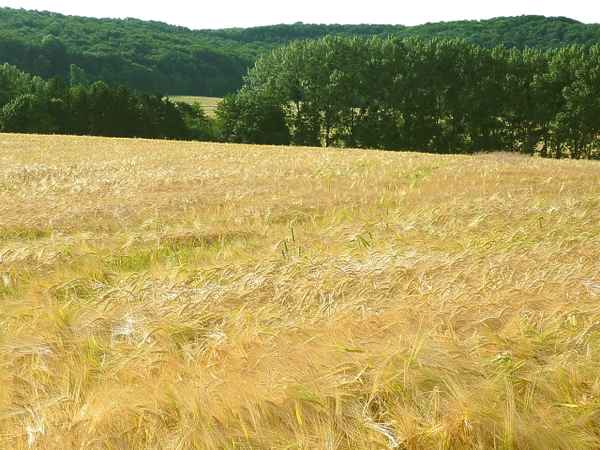 Sommerzeit-Erntezeit