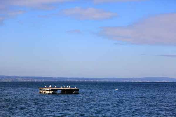 Moewen Bodensee