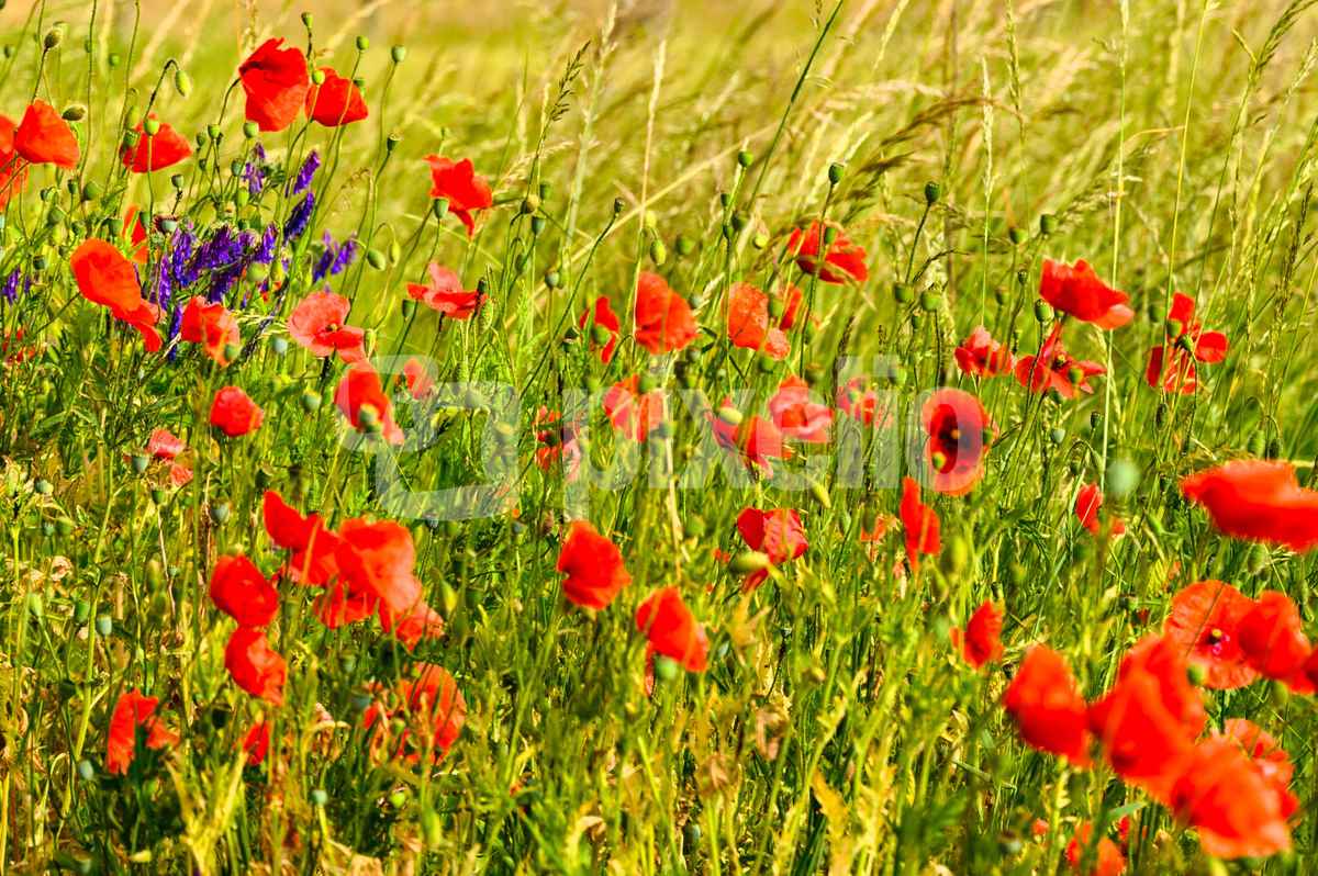 Roter Mohn wird wieder blühn