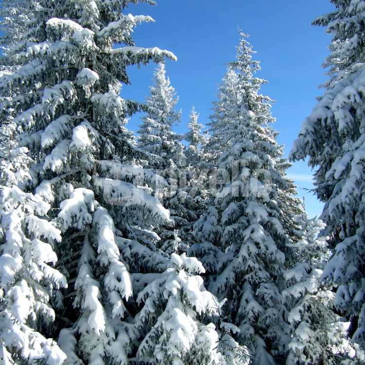 Verschneite Tannen unter blauem Himmel_1